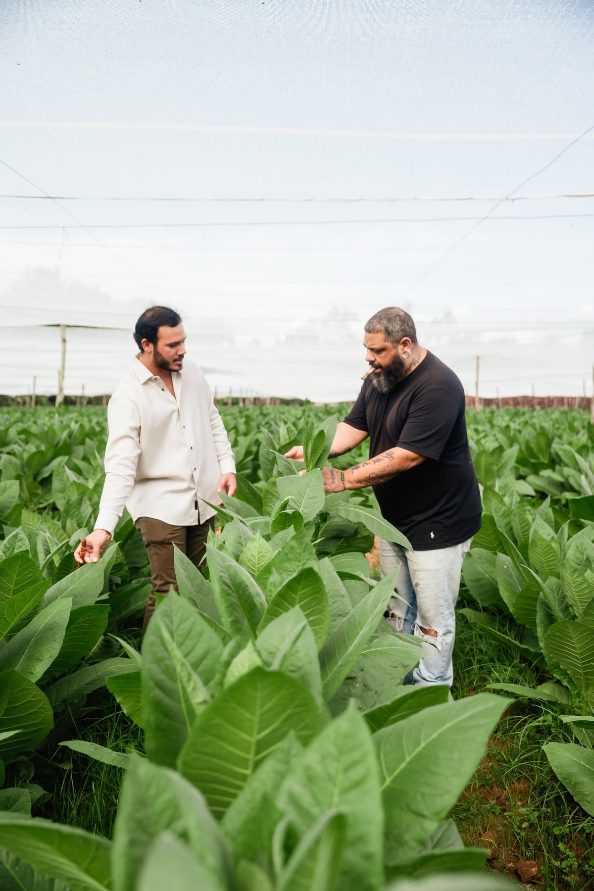Inspecting tobacco leaves in the fields for Spirit of Artisans.